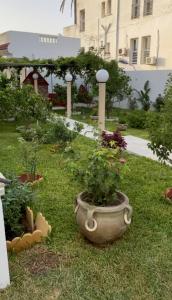 a garden with a potted plant in the grass at Appartement spacieux, Résidence Les 5 étoiles, Bizerte in Zarzouna