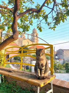 a cat sitting on a bench under a tree at A Carubba du Bungiurnu in Borgio Verezzi