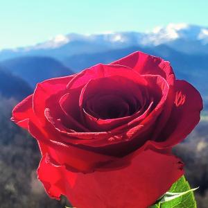 a red rose with mountains in the background at Gite La Grangette de Pauline in Mercus-Garrabet