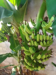 a bunch of bananas hanging from a banana tree at LMD Apartments in Kololi