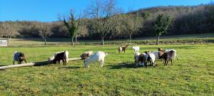a group of horses grazing in a field at Ferme des Petites Oreilles 4 étoiles in Montignac