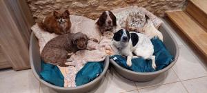 モンティニャックにあるFerme des Petites Oreilles 4 étoilesの犬のベッドに寝た群れ