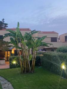 eine Palme in einem Hof vor einem Gebäude in der Unterkunft Pelosa - Capo Falcone Excellent Apartment in Stintino