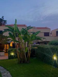 a palm tree in a yard in front of a building at Pelosa - Capo Falcone Excellent Apartment in Stintino