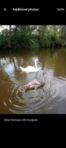 two swans are swimming in the water at Cosy, secluded narrow boat in Airton