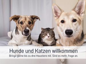 dos perros y un gato están sentados en una cama en Ferienloft Sternenblick - strandnah, haustierfreundlich, tolle Küche, optimal für Workation, 4 Personen, en Steinberg