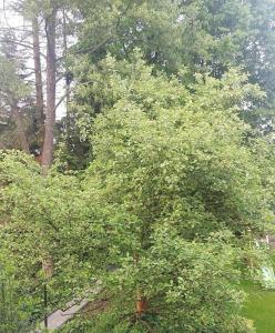 un gran árbol verde en un patio con árboles en Köln-House en Rösrath