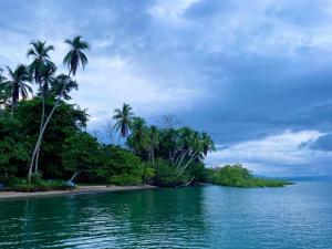 a beach with palm trees and a body of water at Casa Tropical Ceiba in Puerto Jiménez