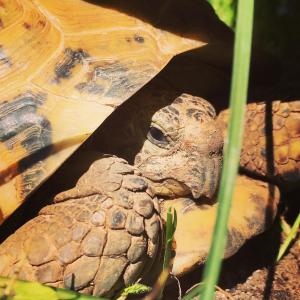 Animale la sau în apropiere de acest apartament