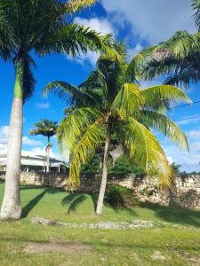 two palm trees in a park with a wall at Moulin paradisiaque in Port-Louis