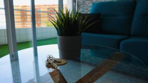 a glass table with a potted plant and a pair of shoes at Apartamento Armonía in Candelaria