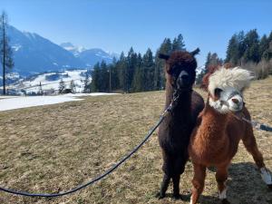 Foto dalla galleria di Klockergut a Sankt Veit im Pongau