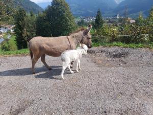Foto dalla galleria di Klockergut a Sankt Veit im Pongau