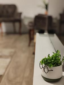 ブカレストにあるCorporate One Room Pipera Luxuryの鉢植えのテーブルに座るハサミ