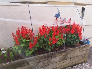 um jardim com flores vermelhas num plantador de madeira em Two rooms with one queen size bed in each room one bathroom for the two rooms em Mount Maunganui