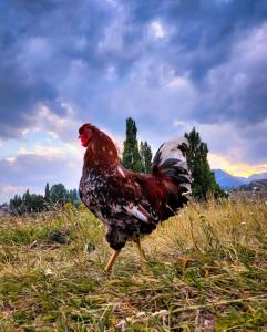 a rooster walking in a field of grass at Cabaña Payun in Lonquimay
