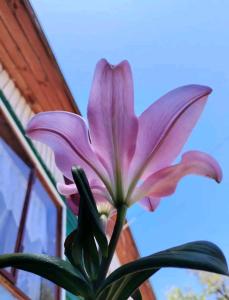 a pink lily in front of a building at Cabaña Payun in Lonquimay