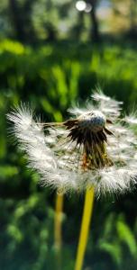 a close up of a dandelion blowing in the wind at Cabaña Payun in Lonquimay