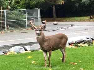 Animales en el apartamento o alrededores