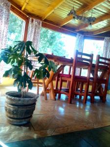 eine Pflanze in einem Topf in einem Zimmer mit Stühlen in der Unterkunft Cabañas franlu in Lago Puelo
