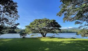 a tree in a field next to a body of water at Mountbatten's Officers mess Kandy in Kandy