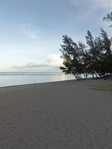 a sandy beach with trees and the ocean at Chambre Vue sur Mer in Saint-Leu