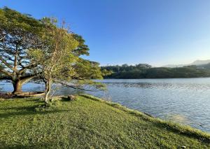 a tree on the edge of a body of water at Mountbatten's Officers mess Kandy in Kandy
