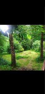 a view of a park with trees and grass at Chata w górach in Porąbka