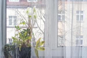 biały kwiat w wazie w oknie w obiekcie Kawiory 2/22 w Krakowie