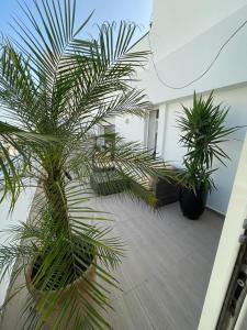 2 palmiers en pots dans une cour dans l'établissement Central, terrasse, confortable - Bleue résidence, à Casablanca