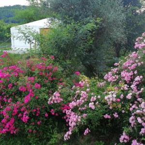 un ramo de flores rosas en un jardín en Jurta Hotel Balatongyörök en Balatongyörök