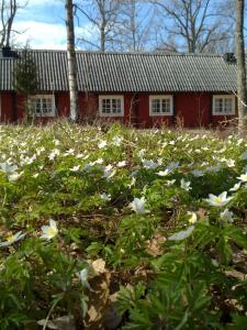Zahrada ubytování STF Långasjö Vandrarhem