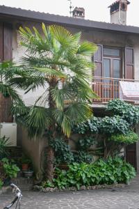 a palm tree in front of a house at Alla Fiera apartment in Bergamo