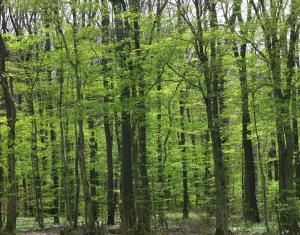 un bosque de árboles con hojas verdes en Ferienwohnungen Fischer, en Strullendorf