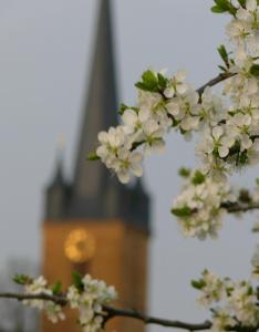 un árbol con flores blancas delante de una torre del reloj en Ferienwohnungen Fischer, en Strullendorf