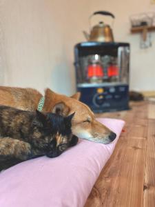 un perro y un gato tirados en una almohada en ゲストハウス千倉のおへそ, en Chikura