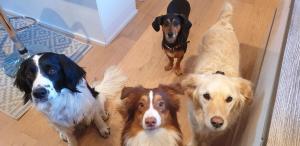a group of four dogs standing in a room at Hotel Red & Green in Närpiö
