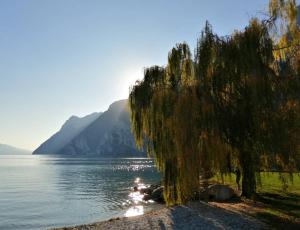 a weeping willow tree on the shore of a lake at Apartments Garda Lake in Riva del Garda