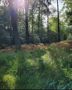 pole trawy ze słońcem świecącym przez drzewa w obiekcie The Nest w mieście Sway