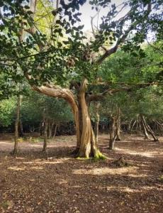 uma árvore num campo com muitas árvores em The Nest em Sway