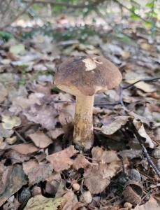 a small mushroom on the ground in the woods at The Nest in Sway