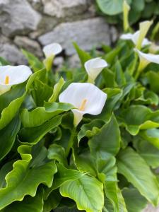 a group of white flowers on a green plant at Appartamenti Le Calle in Nago-Torbole
