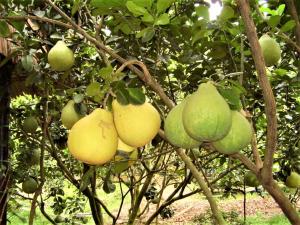 Gallery image of Ba Duc Ancient House in Cai Be +27 photos