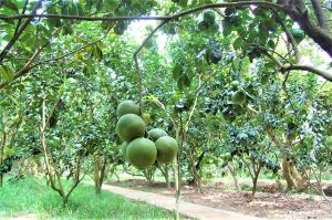 Gallery image of Ba Duc Ancient House in Cai Be