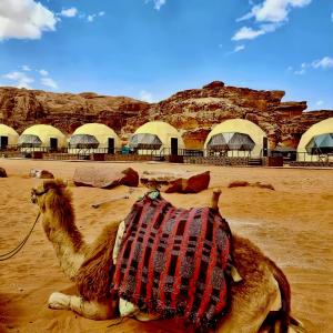 a camel sitting in the sand in front of buildings at WADI Rum STARLIGHT CAMP in Wadi Rum