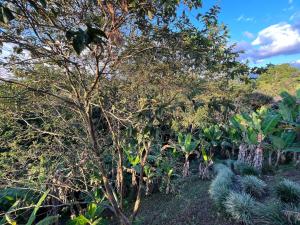 a group of trees and plants in a field at Linaje Salvaje Hotel in Calarcá +29 photos