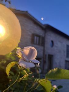 una rosa bianca di fronte a un edificio di Agriturismo Il Raggio di sole di Orpello a Camerino