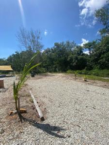 a plant in the middle of a gravel road at AzHAUZ Guestroom & Campsite in Kemaman
