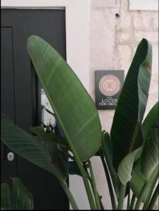 Mynd úr myndasafni af Locus Pendinelli Trani í Trani