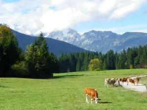 a group of cows grazing in a field with mountains at Triglav Park House in Bled
